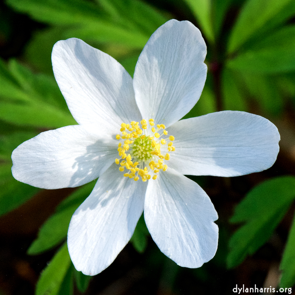 image: This is &lsquo;escher blummen (cxlv) 4&rsquo;.