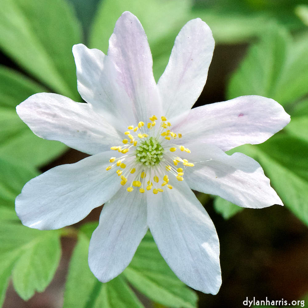 image: This is &lsquo;escher blummen (cxlv) 6&rsquo;.