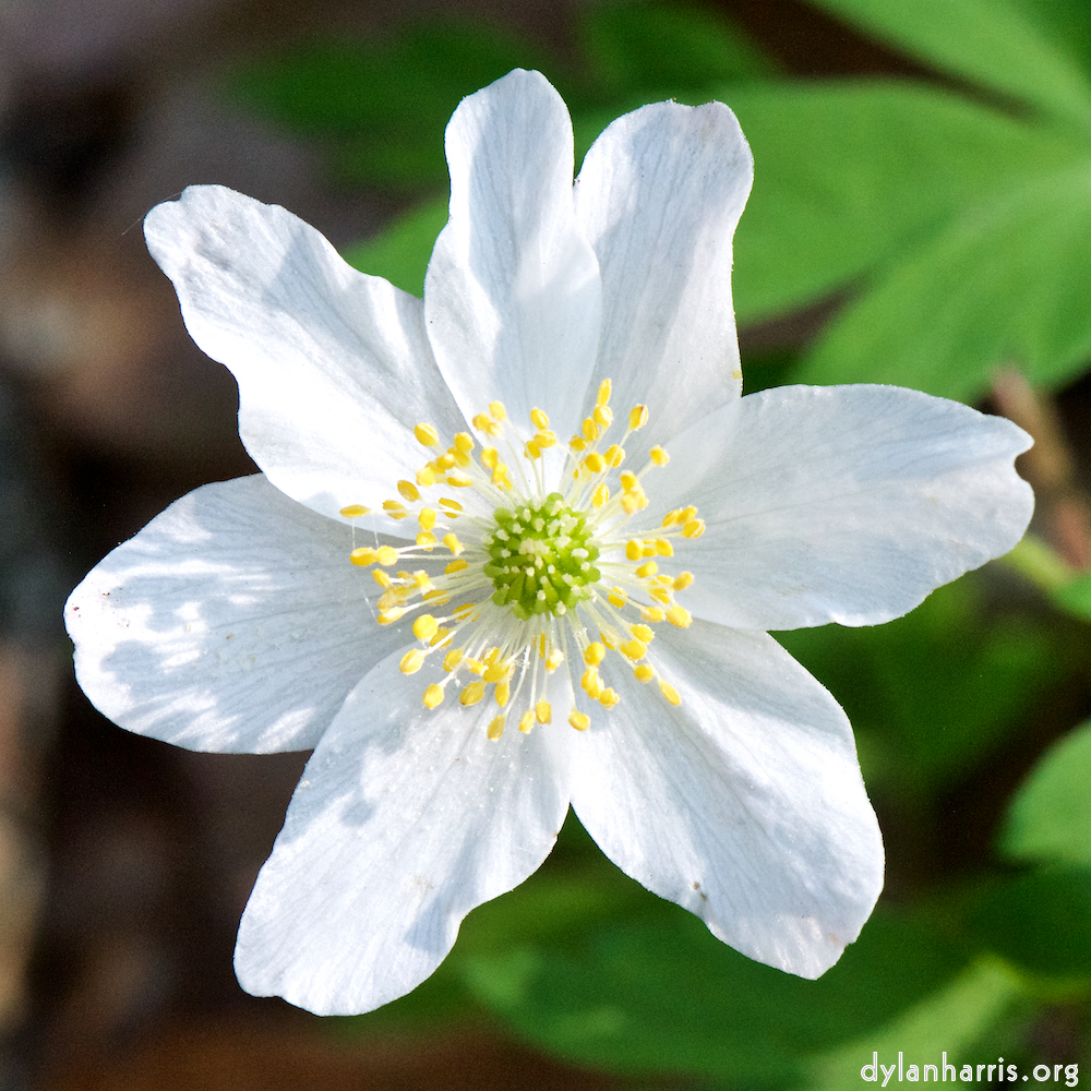 image: This is &lsquo;escher blummen (cxlv) 7&rsquo;.