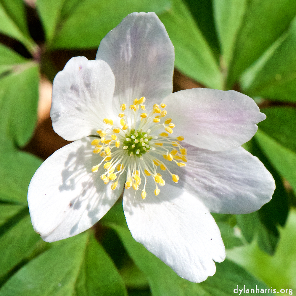 image: This is &lsquo;escher blummen (cxlv) 8&rsquo;.