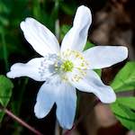 image: Image from the photoset &lsquo;escher blummen (cxlv)&rsquo;.