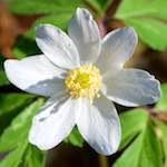 image: Image from the photoset &lsquo;escher blummen (cxlv)&rsquo;.