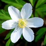 image: Image from the photoset &lsquo;escher blummen (cxlv)&rsquo;.