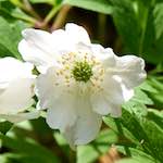 image: Image from the photoset &lsquo;escher blummen (cxlv)&rsquo;.