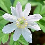 image: Image from the photoset &lsquo;escher blummen (cxlv)&rsquo;.