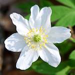 image: Image from the photoset &lsquo;escher blummen (cxlv)&rsquo;.