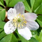 image: Image from the photoset &lsquo;escher blummen (cxlv)&rsquo;.