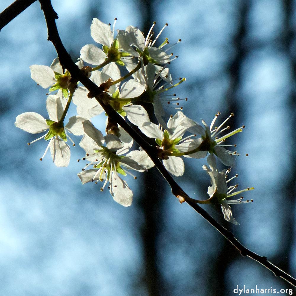 image: This is &lsquo;escher blummen (cxlvi) 2&rsquo;.