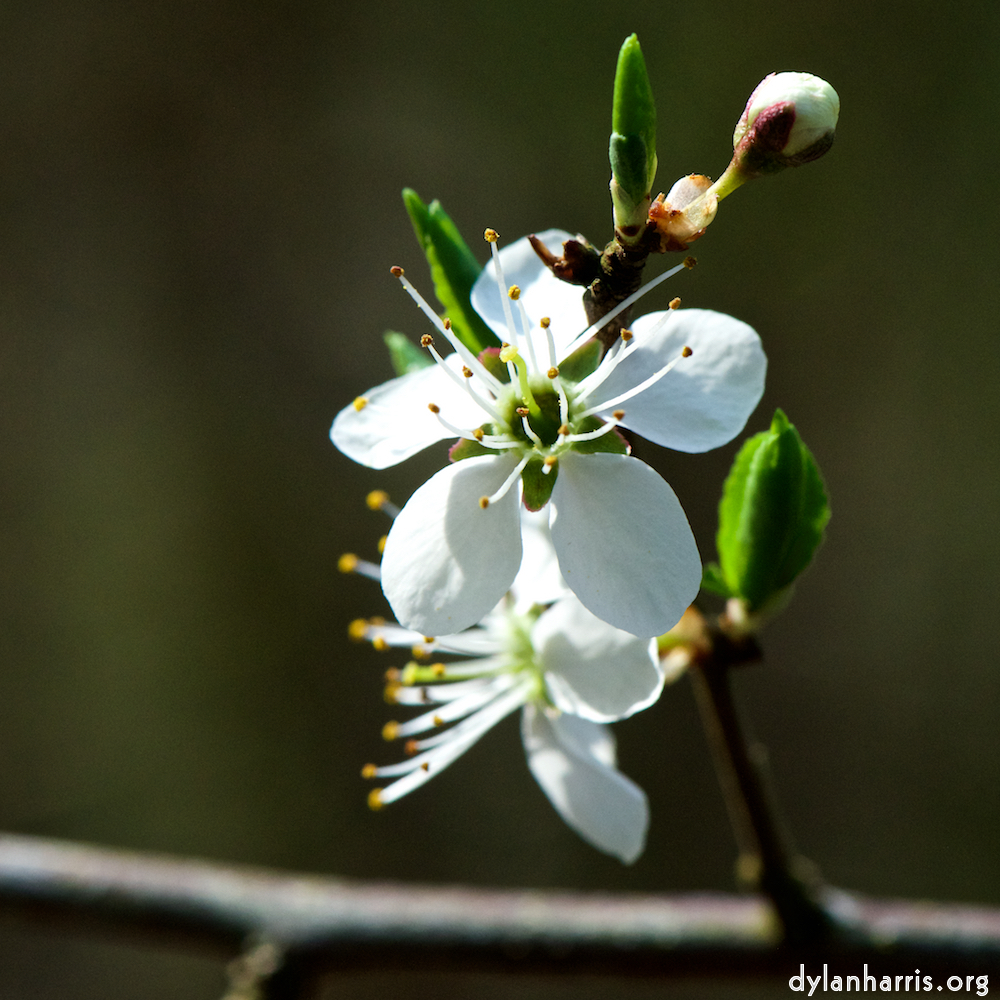 image: This is &lsquo;escher blummen (cxlvi) 3&rsquo;.