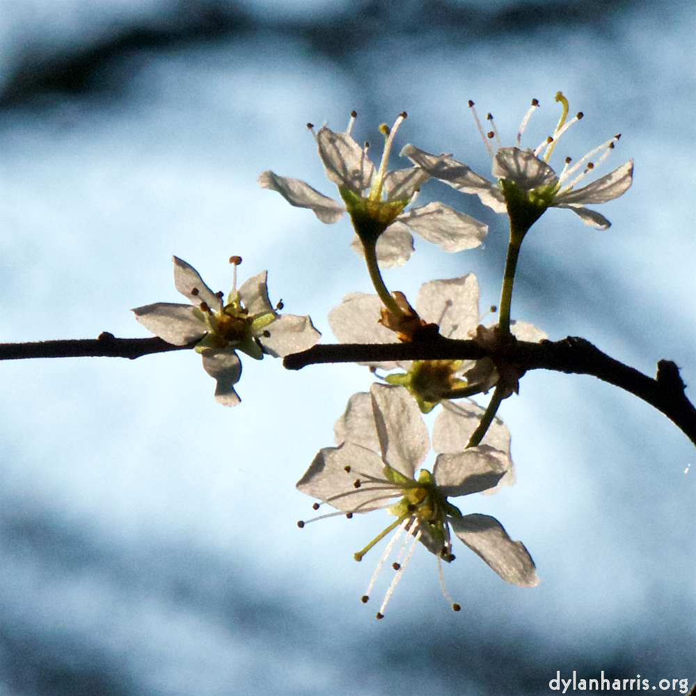 image: This is &lsquo;escher blummen (cxlvi) 4&rsquo;.