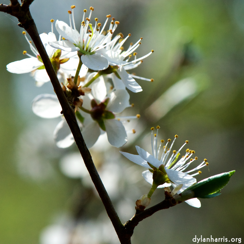 image: This is &lsquo;escher blummen (cxlvi) 5&rsquo;.