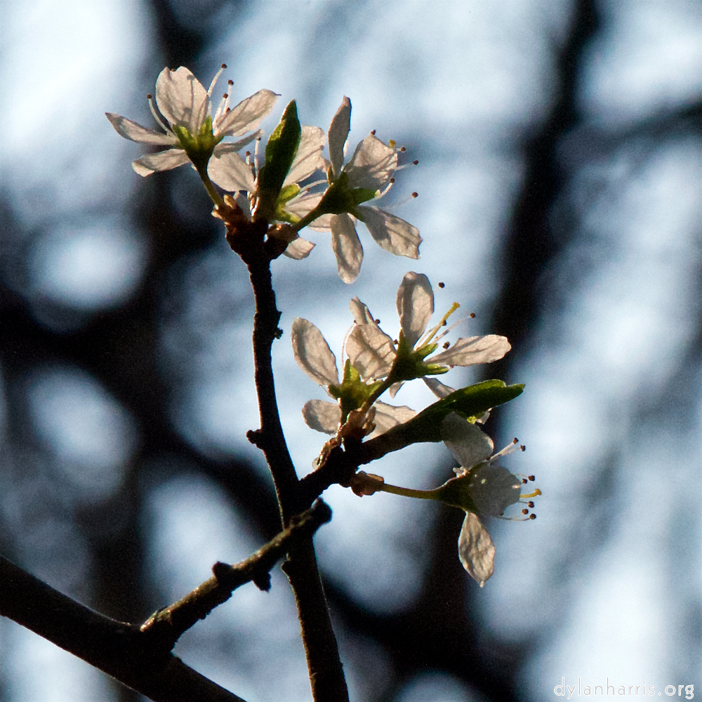 image: This is &lsquo;escher blummen (cxlvi) 6&rsquo;.