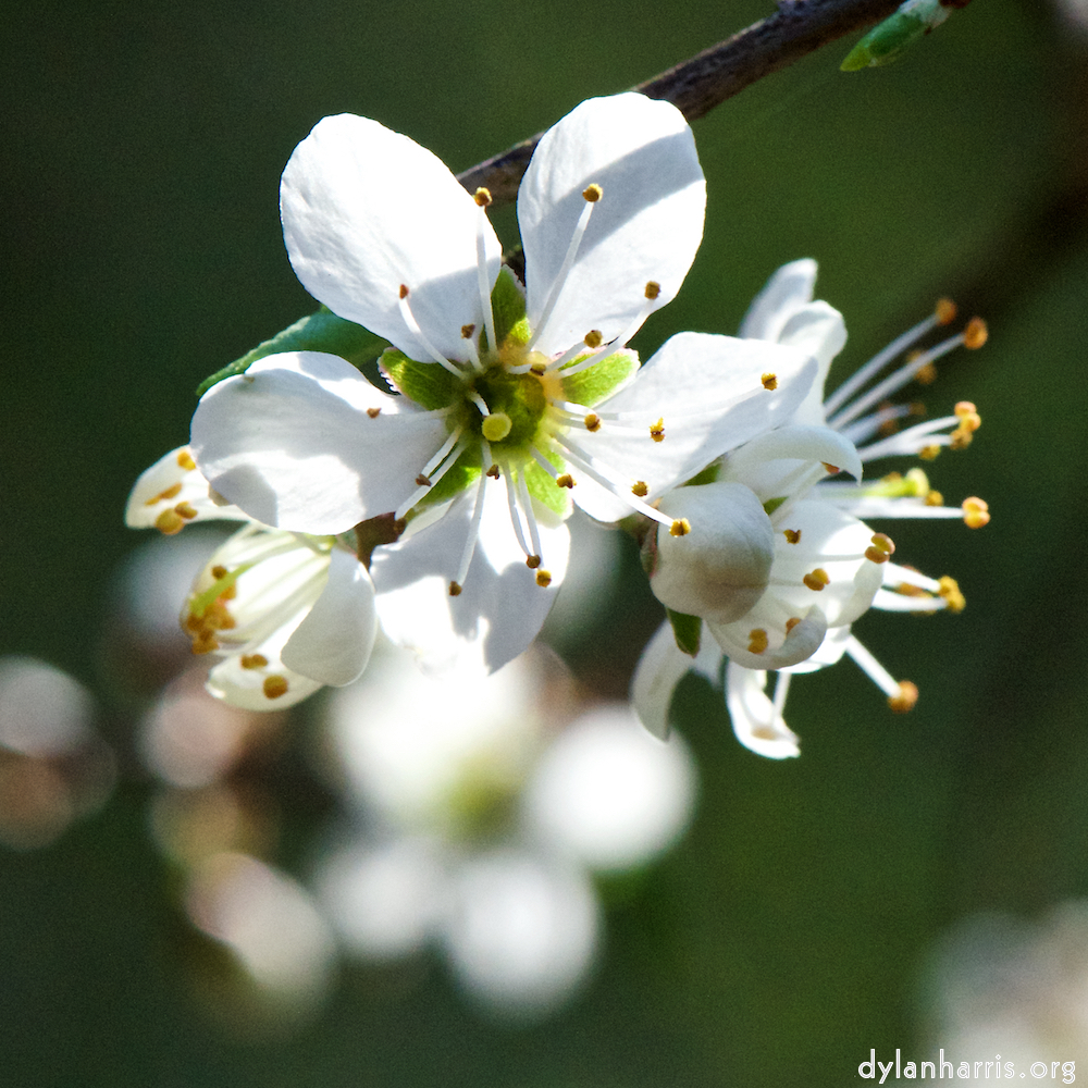 image: This is &lsquo;escher blummen (cxlvi) 7&rsquo;.