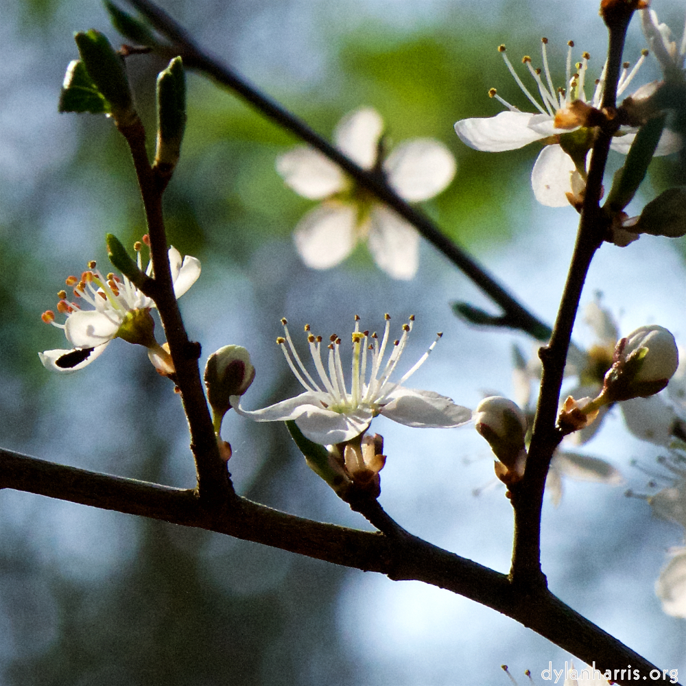 image: This is &lsquo;escher blummen (cxlvi) 8&rsquo;.