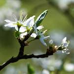 image: Image from the photoset &lsquo;escher blummen (cxlvi)&rsquo;.