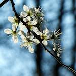 image: Image from the photoset &lsquo;escher blummen (cxlvi)&rsquo;.