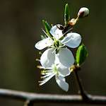 image: Image from the photoset &lsquo;escher blummen (cxlvi)&rsquo;.