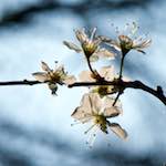 image: Image from the photoset &lsquo;escher blummen (cxlvi)&rsquo;.