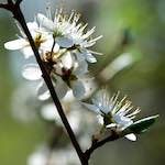 image: Image from the photoset &lsquo;escher blummen (cxlvi)&rsquo;.