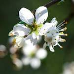 image: Image from the photoset &lsquo;escher blummen (cxlvi)&rsquo;.