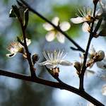 image: escher&nbsp;blummen (cxliv) photoset