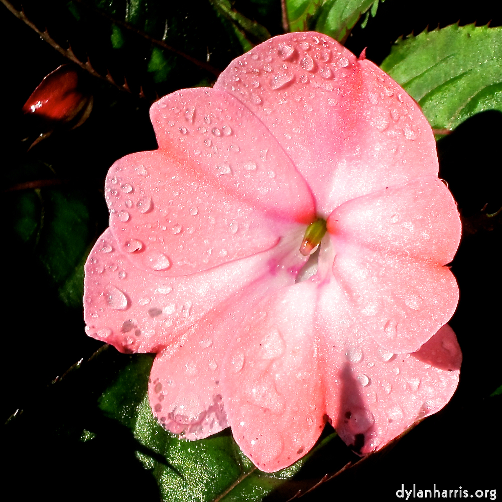 Image: Image 'escher blummen (xciii) 1'.