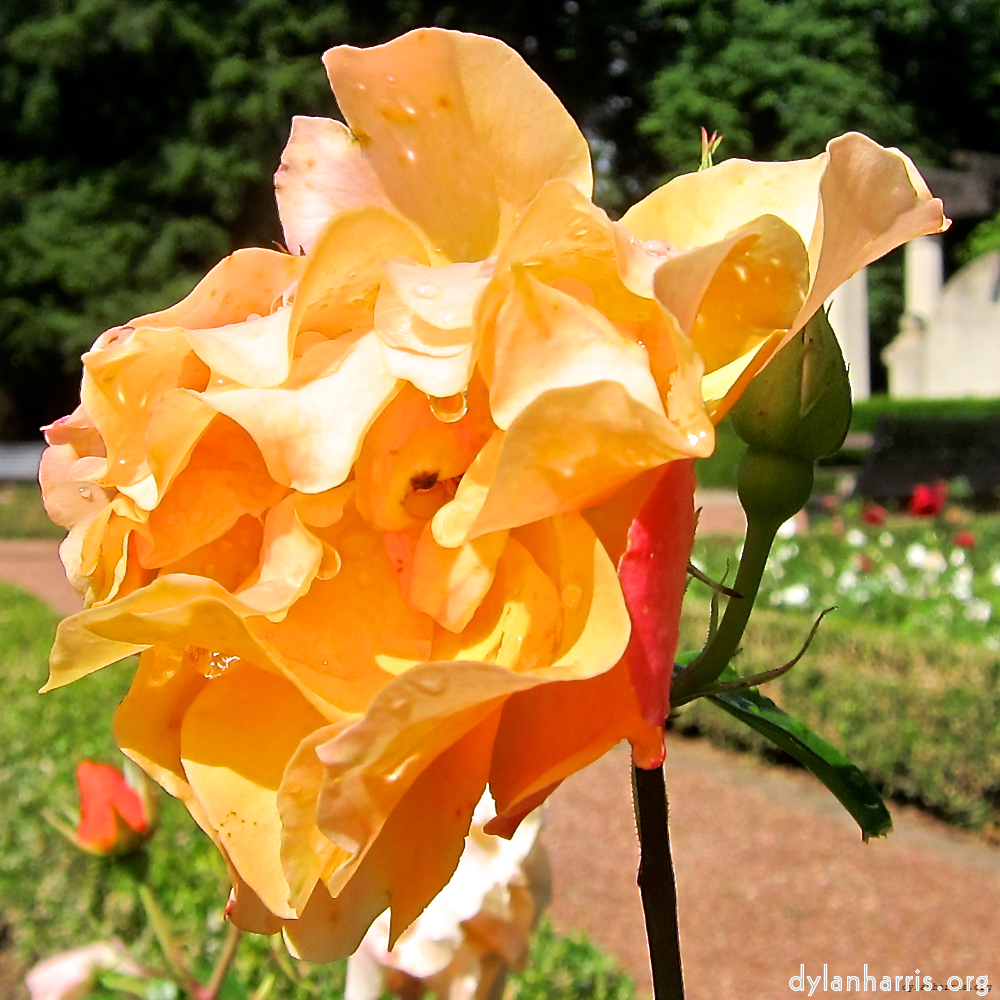 Image: Image 'escher blummen (xciii) 9'.