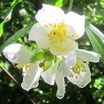 Image: Second image from the photoset 'escher blummen (xciii)'.