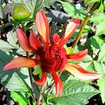 Image: Fourth image from the photoset 'escher blummen (xciii)'.