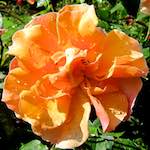 Image: Sixth image from the photoset 'escher blummen (xciii)'.