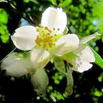 image: bloemen (xciii) photoset