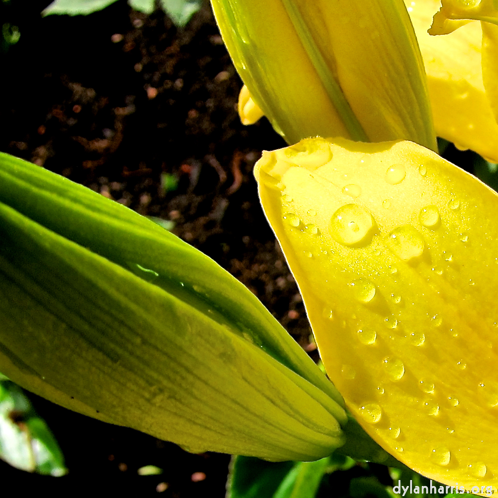 Image: Image 'escher blummen (xciv) 1'.