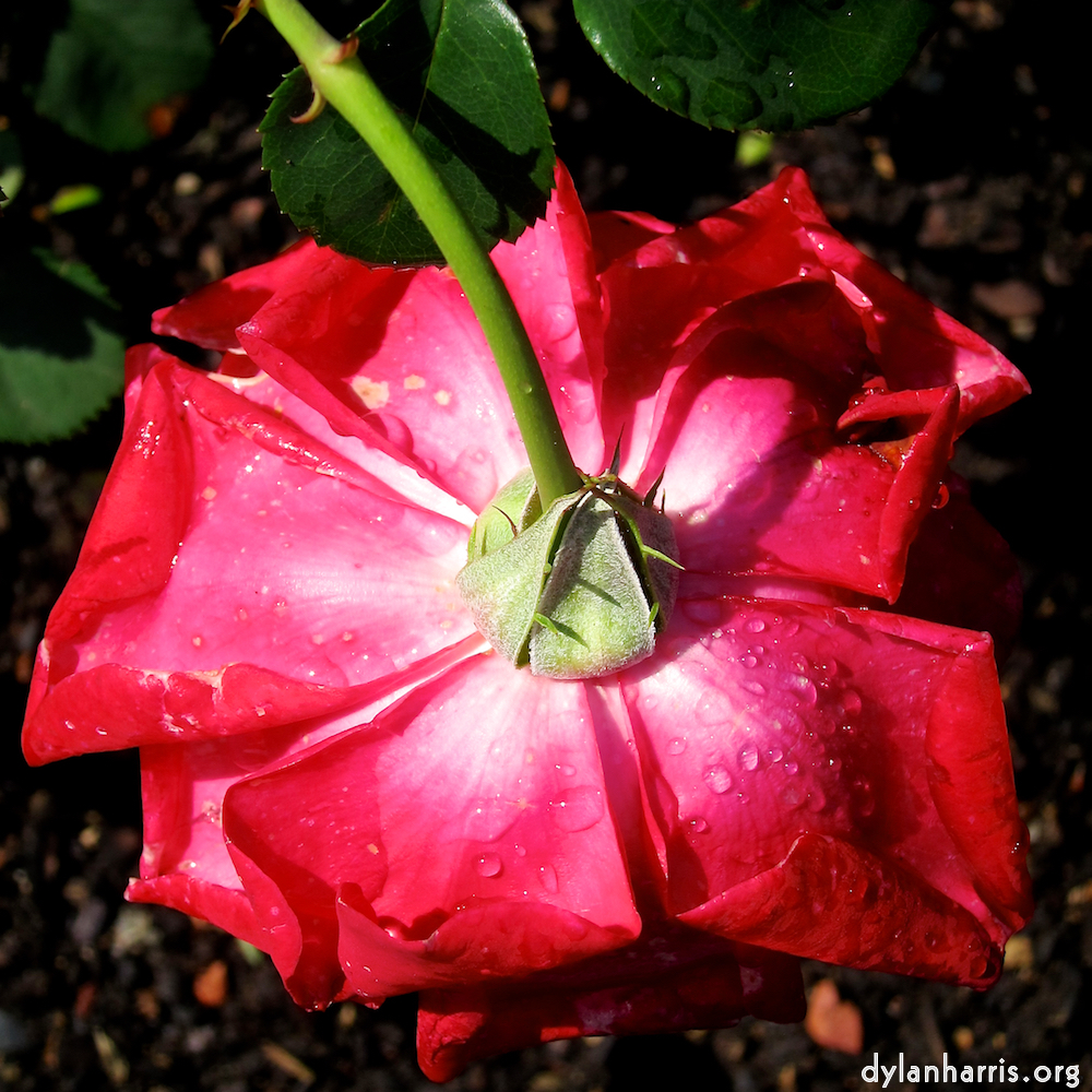 Image: Image 'escher blummen (xciv) 2'.