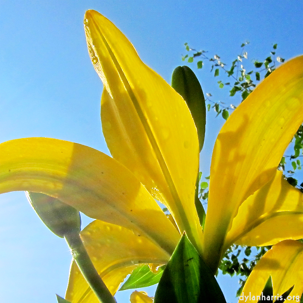 Image: Image 'escher blummen (xciv) 3'.