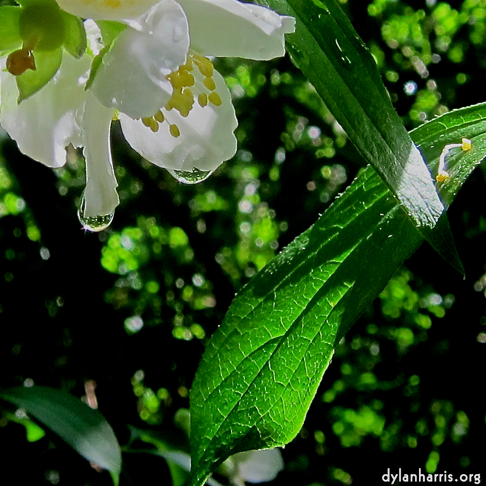 Image: Image 'escher blummen (xciv) 6'.