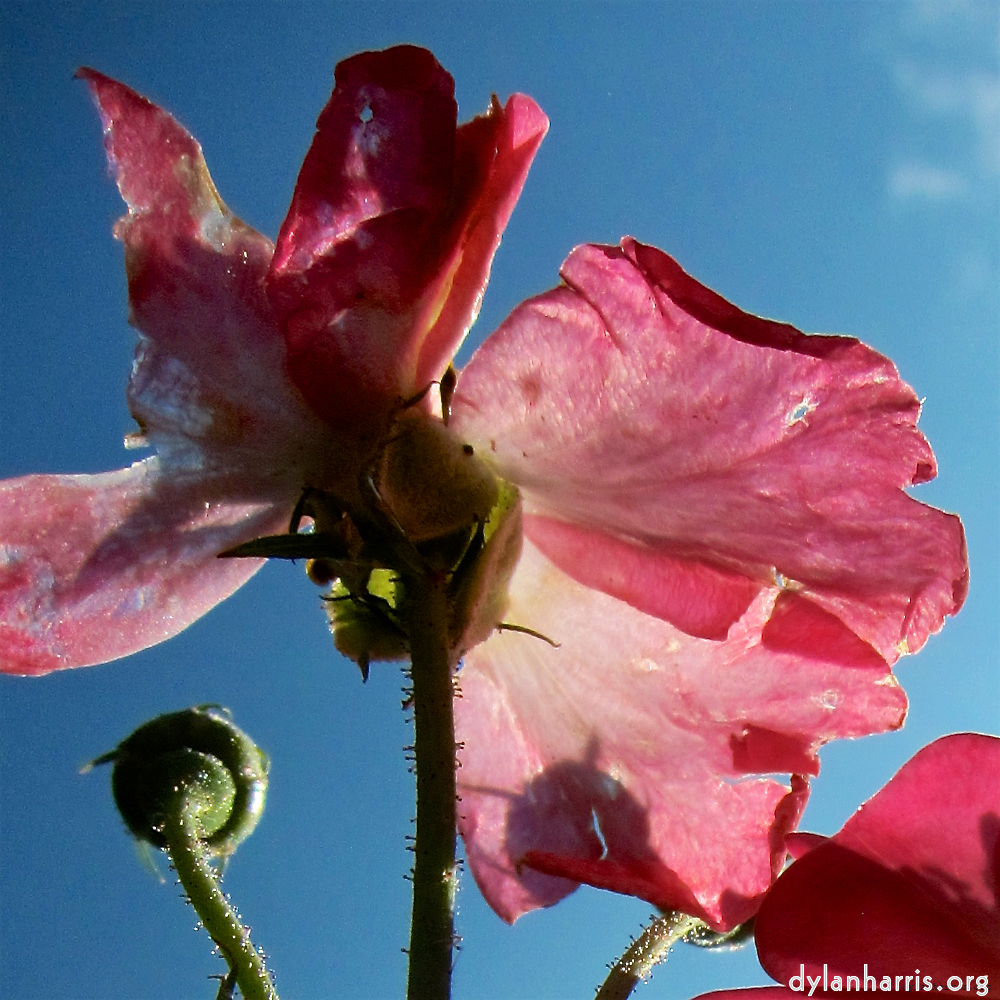 Image: Image 'escher blummen (xciv) 8'.