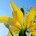 Image: Third image from the photoset 'escher blummen (xciv)'.