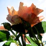 Image: Seventh image from the photoset 'escher blummen (xciv)'.