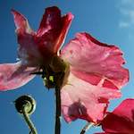 Image: Eighth image from the photoset 'escher blummen (xciv)'.