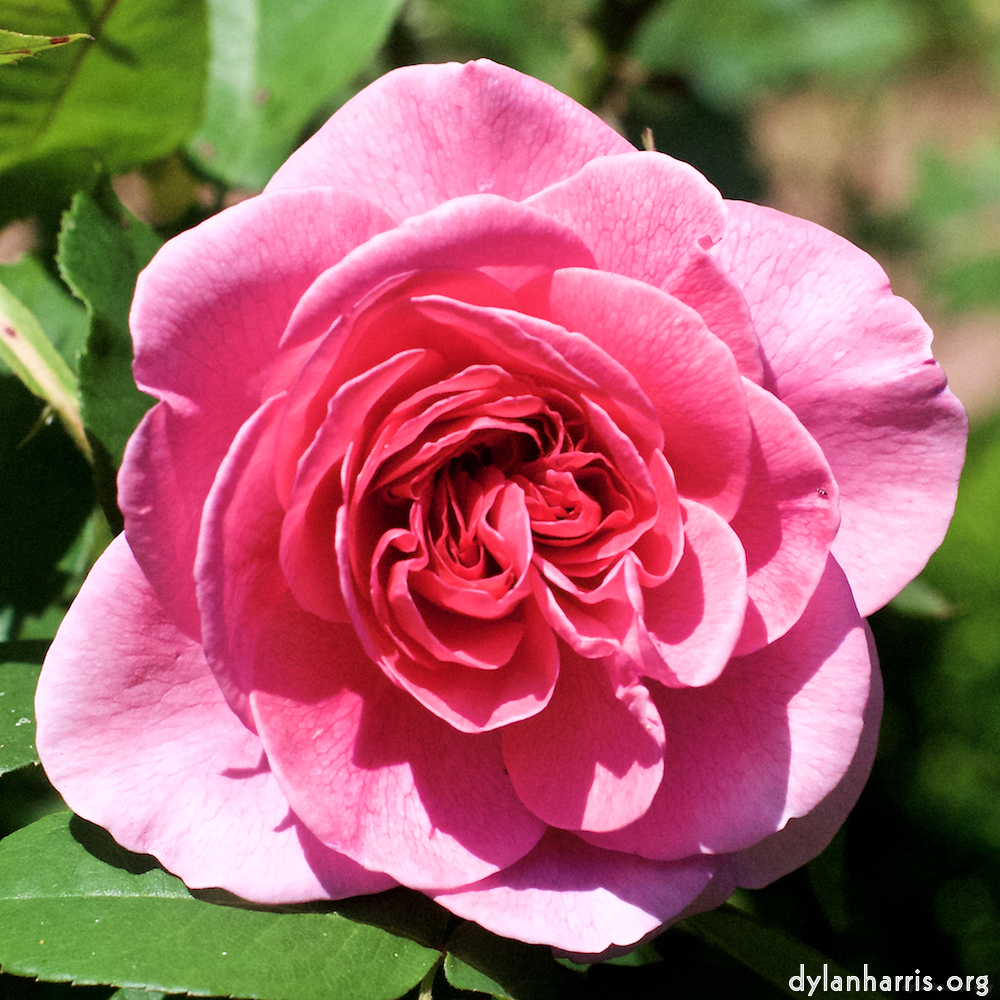 Image: Image 'escher blummen (xvi) 2'.