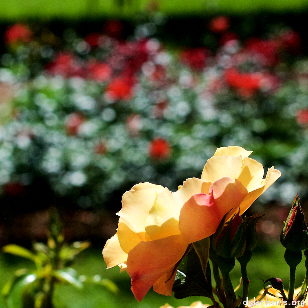 Image: Image 'escher blummen (xvi) 3'.