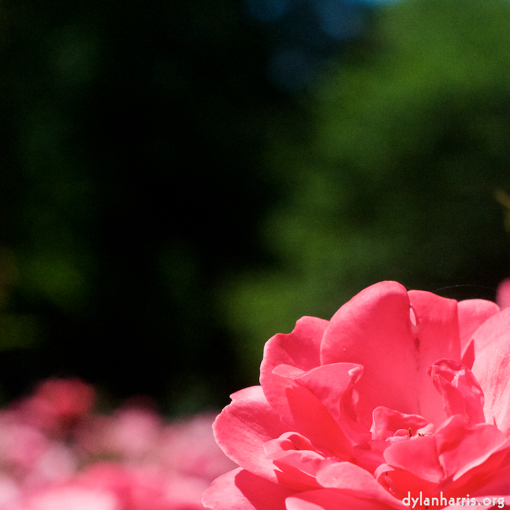 Image: Image 'escher blummen (xvi) 4'.