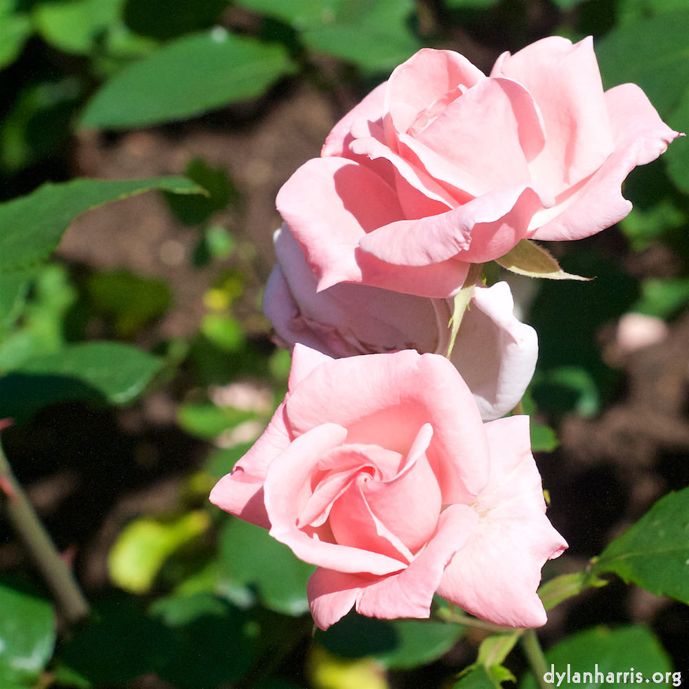 Image: Image 'escher blummen (xvi) 5'.