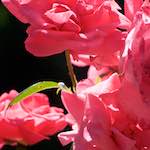 Image: First image from the photoset 'escher blummen (xvi)'.