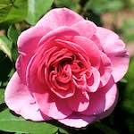 Image: Second image from the photoset 'escher blummen (xvi)'.