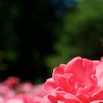 Image: Fourth image from the photoset 'escher blummen (xvi)'.