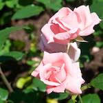 Image: Fifth image from the photoset 'escher blummen (xvi)'.