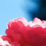 Image: Sixth image from the photoset 'escher blummen (xvi)'.