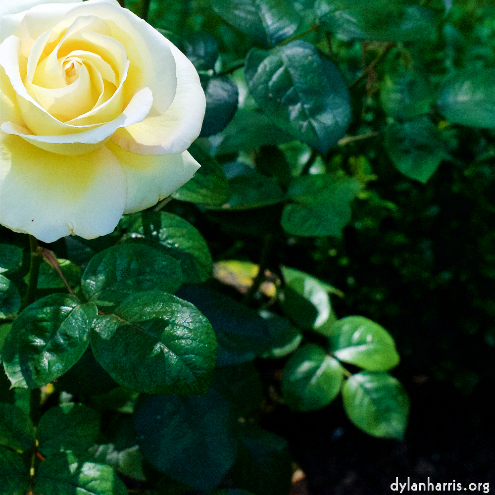 Image 'flower (xvii) 5'.