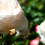 Image: First image from the photoset 'escher blummen (xvii)'.